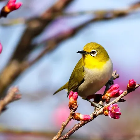 Birdonthewire Appartement Budapest