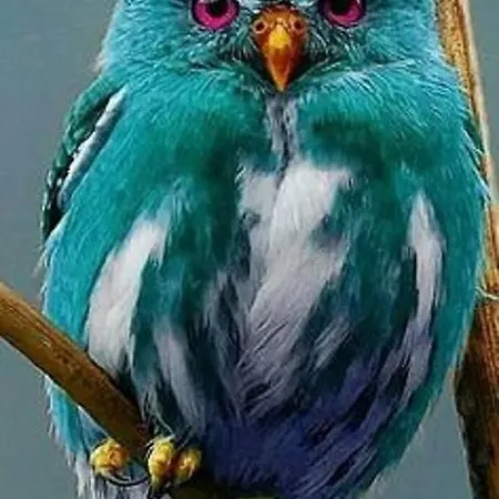 Appartement Birdonthewire Budapest